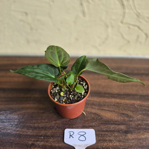 #R8 Two x Anthurium NOID Seedlings