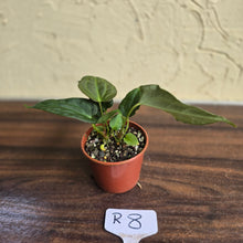 Load image into Gallery viewer, #R8 Two x Anthurium NOID Seedlings