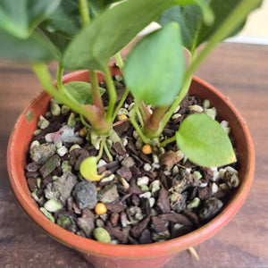 #R8 Two x Anthurium NOID Seedlings