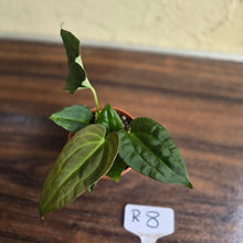 Load image into Gallery viewer, #R8 Two x Anthurium NOID Seedlings