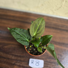 Load image into Gallery viewer, #R8 Two x Anthurium NOID Seedlings