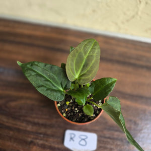 #R8 Two x Anthurium NOID Seedlings