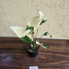 Load image into Gallery viewer, #D21 Spathiphyllum Picasso