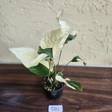 #D21 Spathiphyllum Picasso