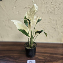 Load image into Gallery viewer, #D21 Spathiphyllum Picasso
