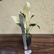 Load image into Gallery viewer, #D21 Spathiphyllum Picasso