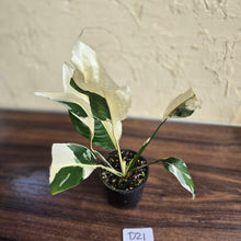 Load image into Gallery viewer, #D21 Spathiphyllum Picasso