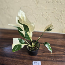 Load image into Gallery viewer, #D21 Spathiphyllum Picasso