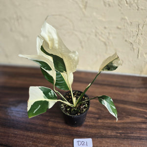 #D21 Spathiphyllum Picasso