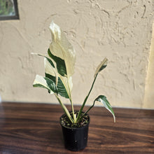 Load image into Gallery viewer, #D21 Spathiphyllum Picasso