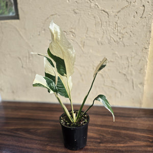 #D21 Spathiphyllum Picasso
