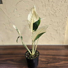 Load image into Gallery viewer, #D21 Spathiphyllum Picasso