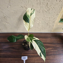 Load image into Gallery viewer, #D881 Spathiphyllum Picasso