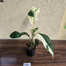 Load image into Gallery viewer, #D881 Spathiphyllum Picasso
