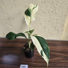 Load image into Gallery viewer, #D881 Spathiphyllum Picasso