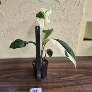 #D881 Spathiphyllum Picasso
