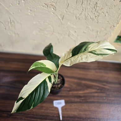 #D881 Spathiphyllum Picasso