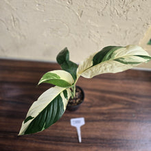 Load image into Gallery viewer, #D881 Spathiphyllum Picasso