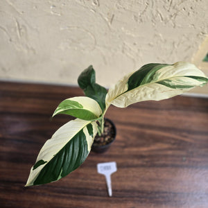 #D881 Spathiphyllum Picasso
