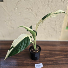 Load image into Gallery viewer, #D881 Spathiphyllum Picasso