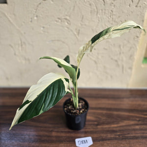 #D881 Spathiphyllum Picasso