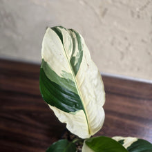 Load image into Gallery viewer, #D881 Spathiphyllum Picasso