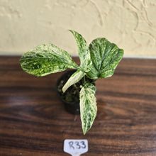 Load image into Gallery viewer, #R33 Variegated Amydrium Medium