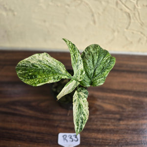 #R33 Variegated Amydrium Medium