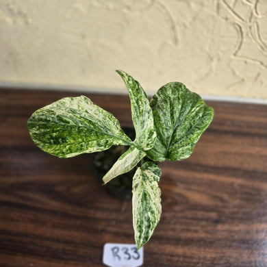 #R33 Variegated Amydrium Medium