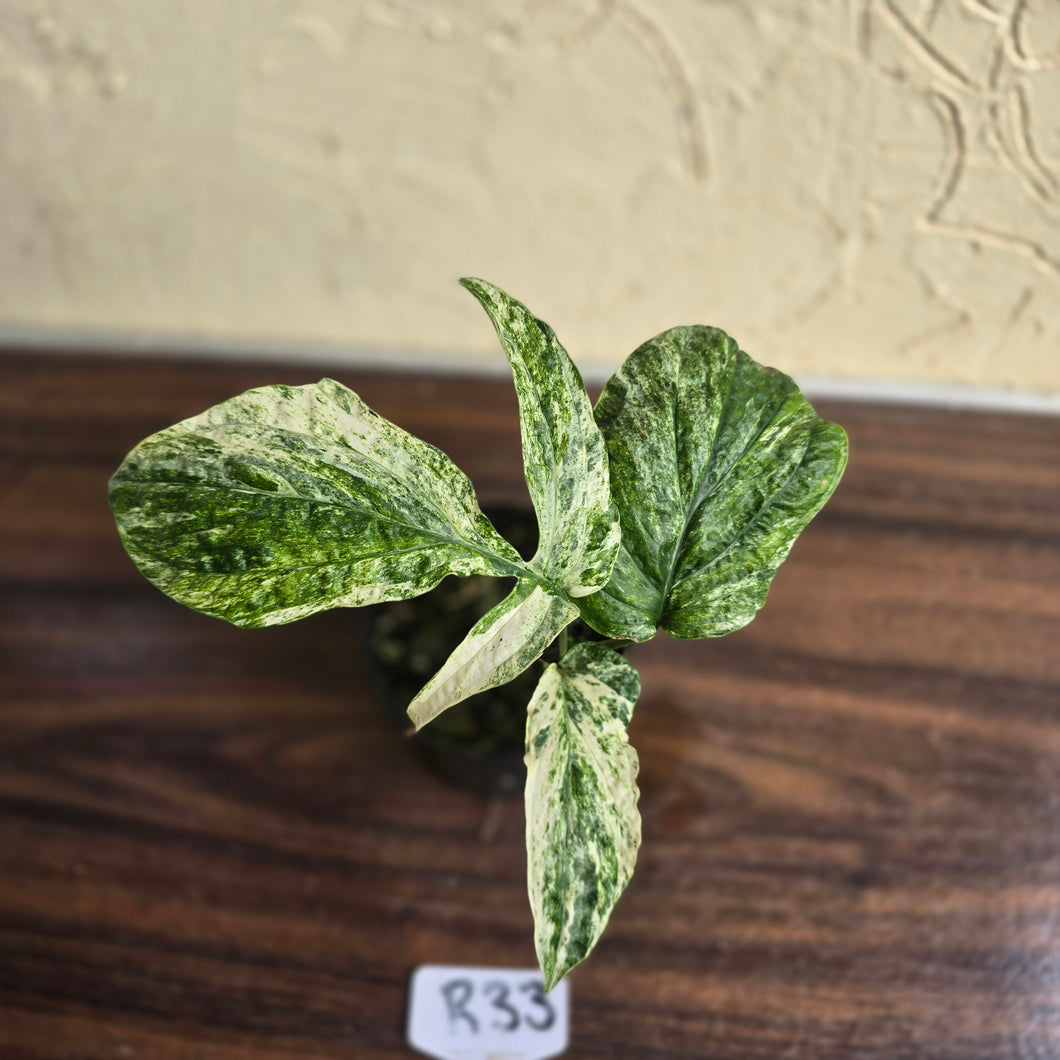 #R33 Variegated Amydrium Medium