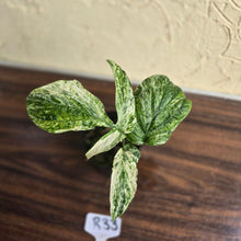 Load image into Gallery viewer, #R33 Variegated Amydrium Medium