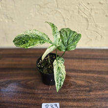Load image into Gallery viewer, #R33 Variegated Amydrium Medium