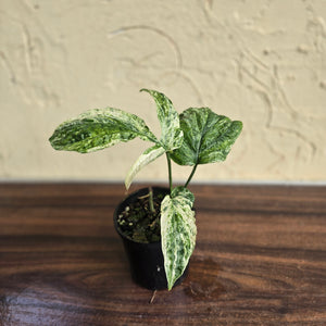 #R33 Variegated Amydrium Medium