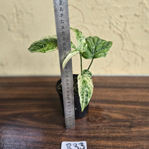 #R33 Variegated Amydrium Medium