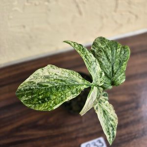 #R33 Variegated Amydrium Medium