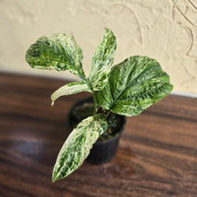 Load image into Gallery viewer, #R33 Variegated Amydrium Medium