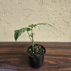 #R33 Variegated Amydrium Medium