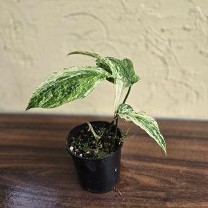 #R33 Variegated Amydrium Medium