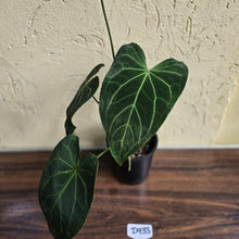 Load image into Gallery viewer, #D933 Large Flowering Anthurium NOID