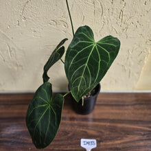 Load image into Gallery viewer, #D933 Large Flowering Anthurium NOID