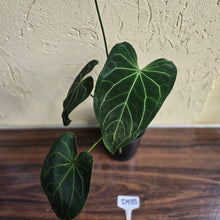 Load image into Gallery viewer, #D933 Large Flowering Anthurium NOID