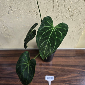#D933 Large Flowering Anthurium NOID
