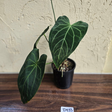 #D933 Large Flowering Anthurium NOID