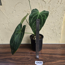 Load image into Gallery viewer, #D933 Large Flowering Anthurium NOID