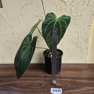 #D933 Large Flowering Anthurium NOID