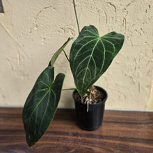 Load image into Gallery viewer, #D933 Large Flowering Anthurium NOID