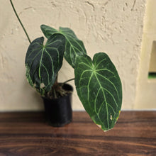 Load image into Gallery viewer, #D933 Large Flowering Anthurium NOID