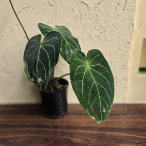 #D933 Large Flowering Anthurium NOID