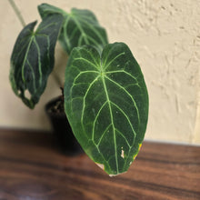 Load image into Gallery viewer, #D933 Large Flowering Anthurium NOID