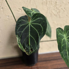 Load image into Gallery viewer, #D933 Large Flowering Anthurium NOID